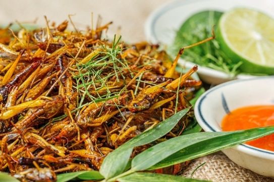 Roasted grasshoppers – delicacy from the rice harvest