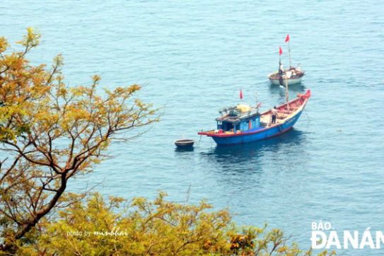 Điểm đến Sơn Trà: Lên bán đảo ngắm hoa