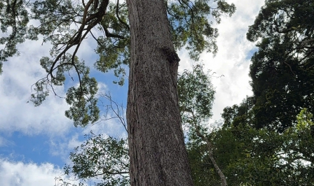 Pơ Mu Heritage Forest